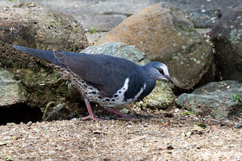 Wonga Pigeon (Leucosarcia melanoleuca)